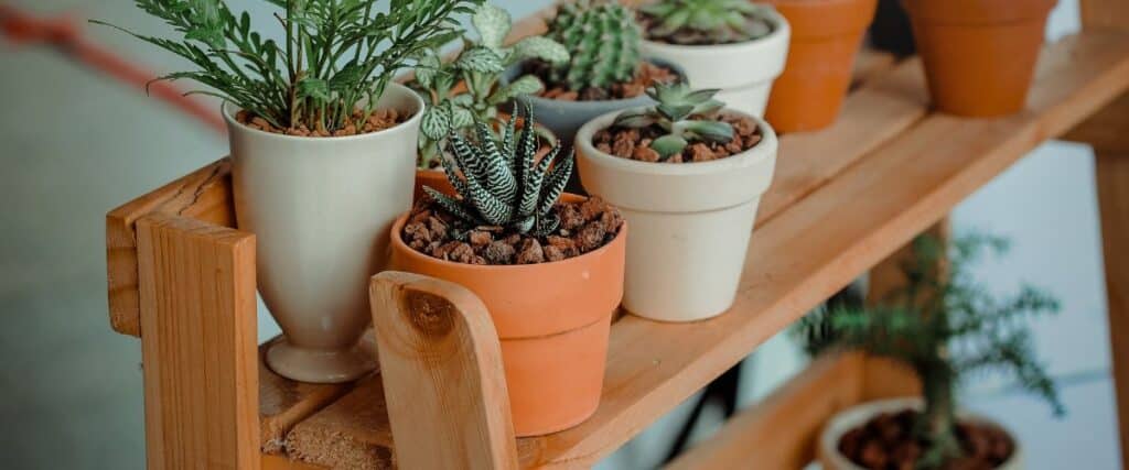 Potted Plant